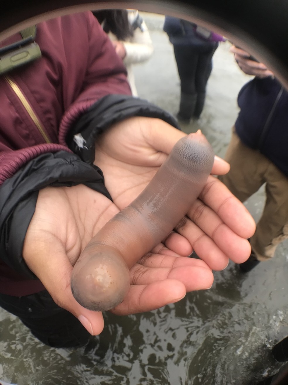 Milhares de "peixes-pênis " são encontrados em praia da Califórnia após tempestade